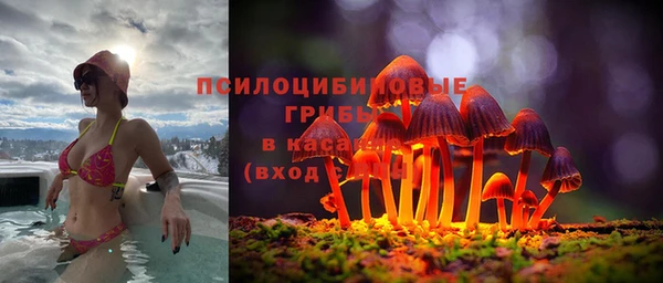 шишки Новозыбков