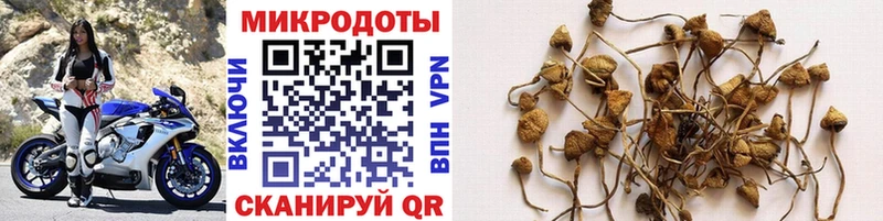 Псилоцибиновые грибы Psilocybine cubensis  блэк спрут онион  Задонск  купить наркоту 